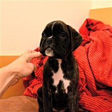 7 weeks